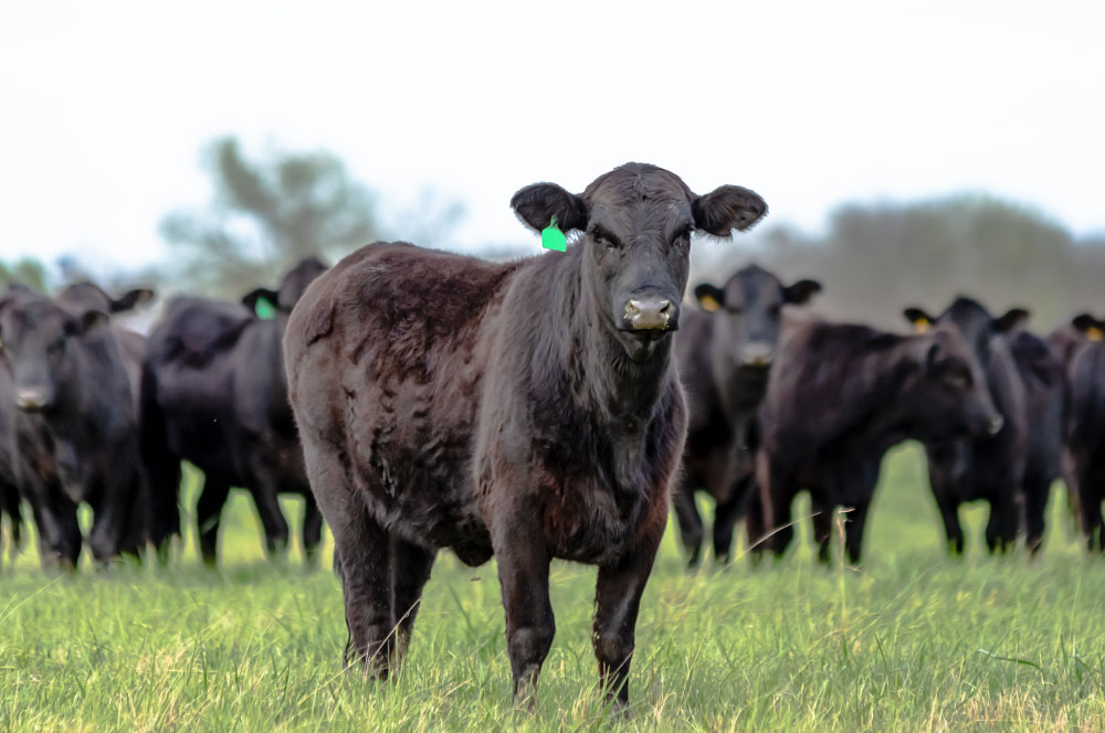Stevens Feed Mill_Beef and Heifers Stevens Feed Mill_Beef and Heifers