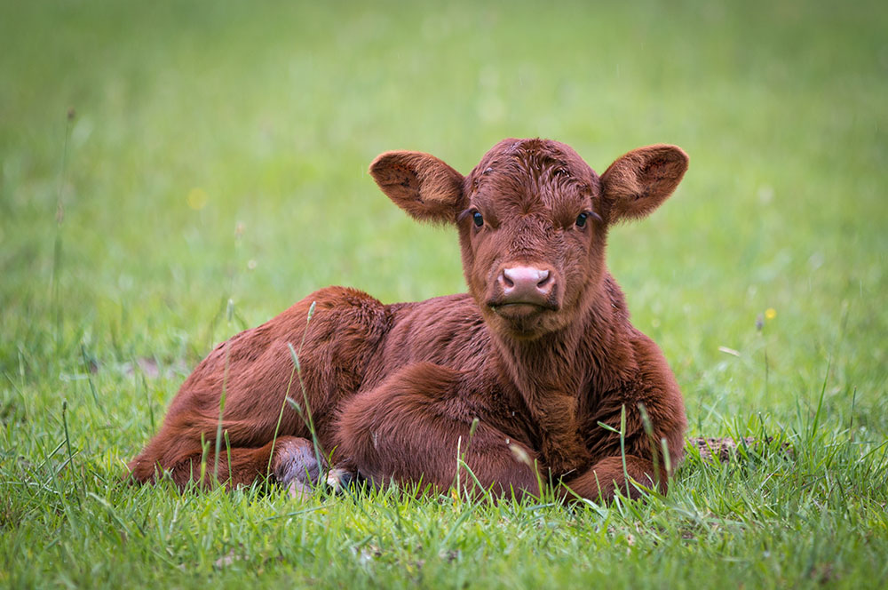 Stevens Feed Mill_Calf Stevens Feed Mill_Calf