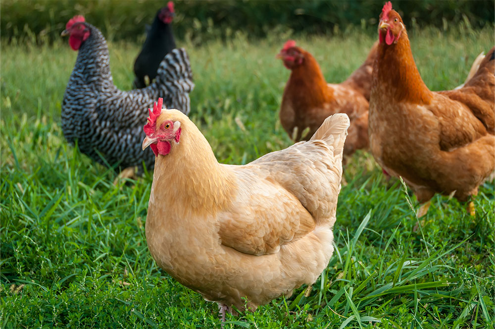 Stevens Feed Mill_Chicken Layer Stevens Feed Mill_Chicken Layer