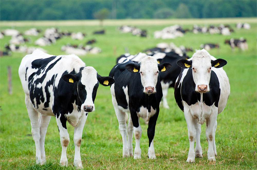 Stevens Feed Mill_Dairy Cows Stevens Feed Mill_Dairy Cows
