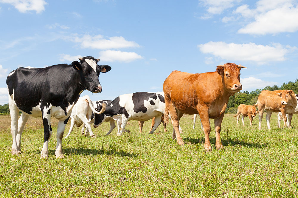 Stevens Feed Mill_Dariy and Beef Cattle Stevens Feed Mill_Dariy and Beef Cattle
