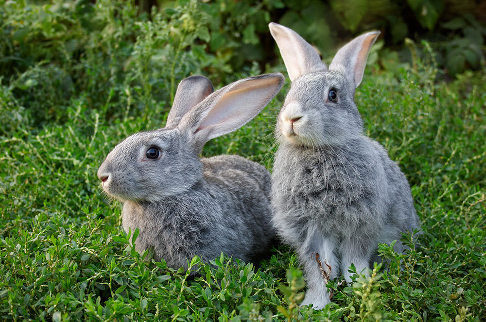 Stevens Feed Mill_Rabbit and Rodent Stevens Feed Mill_Rabbit and Rodent