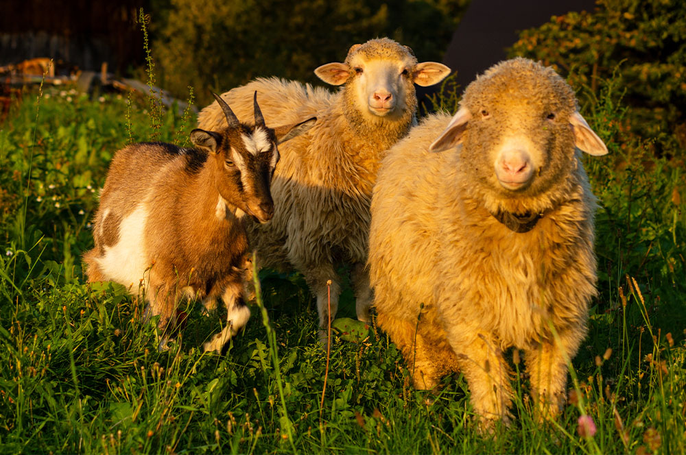 Stevens Feed Mill_Sheep and Goat Stevens Feed Mill_Sheep and Goat