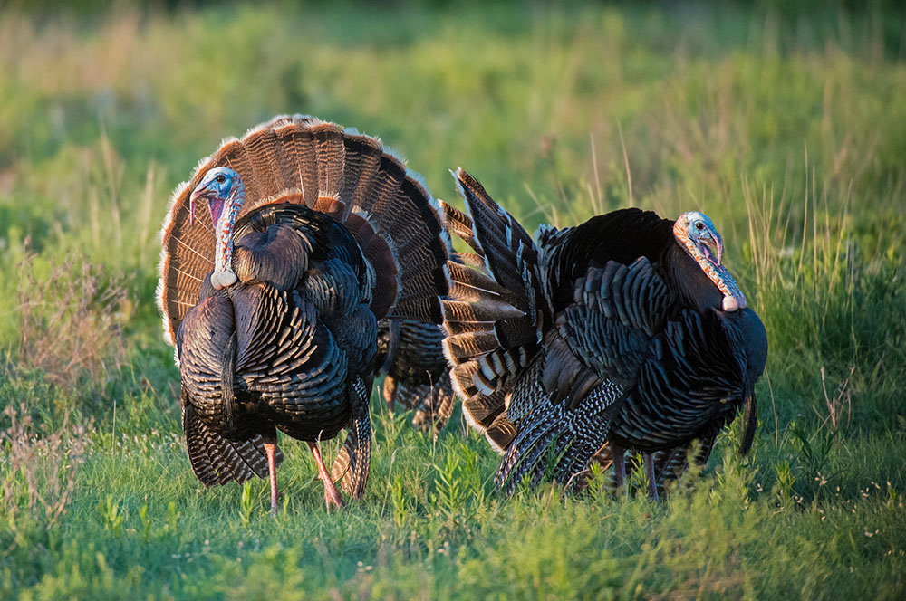 Stevens Feed Mill_Turkey and Game Birds Stevens Feed Mill_Turkey and Game Birds