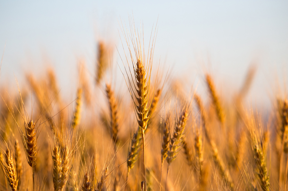 Stevens Feed Mill_Commodities Stevens Feed Mill_Commodities